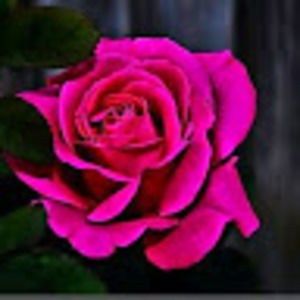 Meet your Posher, Liz